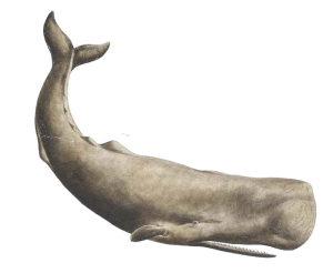 Whale PNG-19269